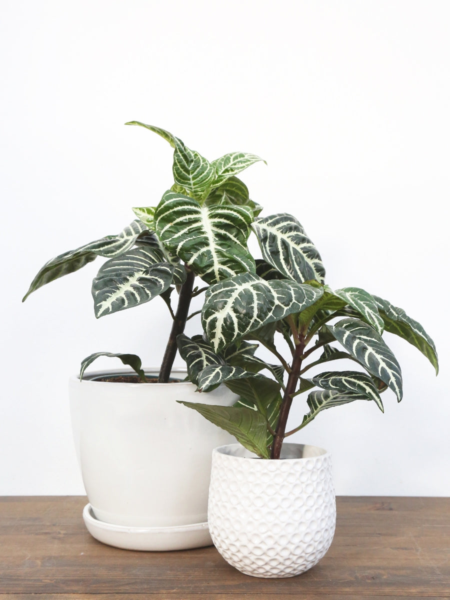 Aphelandra Zebra Plant